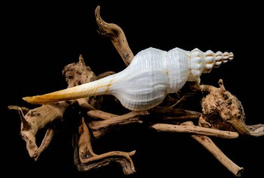 Driftwood siyah arkaplanı üzerine beyaz Fusinus colus kabuğu