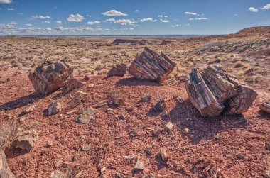 Arizona 'daki Ölü Yıkamada Taşlaşmış Orman