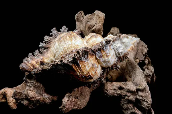 Chicoreus ramosus kabuğu Driftwood siyah arkaplanı üzerine