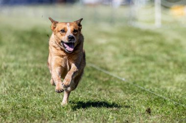 Avustralya Sığır Köpeği Red Heeler Koşu Pistinde Koşan Hızlı Köpek Sporu