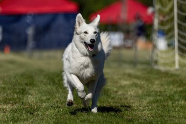 Beyaz Çoban Köpeği Koşan Yem Pistinde Koşan Hızlı Köpek Sporu
