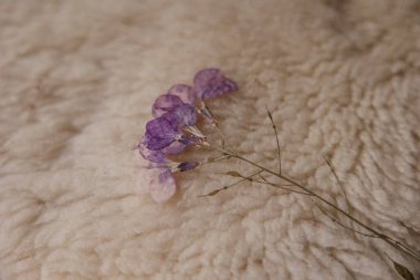 Dried wildflower on linen background clipart