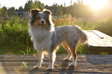 Tasmalı bir Sheltie köpeği çimenlerde oturuyor.