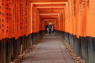 Kioto 'daki 1000 torii Fushimi Inari türbesi