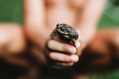 Yaz günü kurbağayı çocuğun eline bırak.