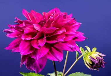 Gmor arka planda Regal Dahlia