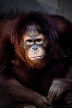 Portrait of Bornean orangutan on blurry background clipart