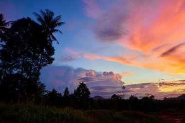 Gün batımında ormanda dramatik gökyüzünün silueti