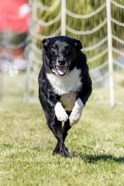Siyah ve Beyaz Karışık Melez Köpek Koşu Pistinde Koşan Hızlı Köpek Sporu