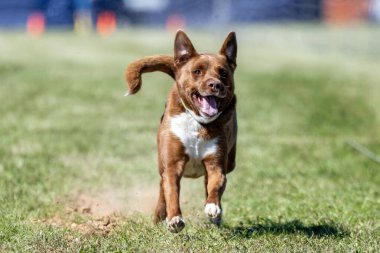 Tüm Amerikan Karışık Melez Köpekler Koşu Alanı Koşu Pisti Hızlı Köpek Sporu
