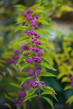 Bright purple berries adorn a leafy green plant. clipart