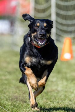 Siyah ve bronz karışımlı köpek Koşu Pisti Koşu Pisti Koşu Köpek Sporu