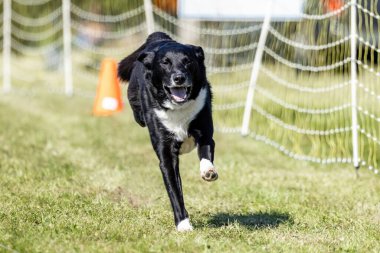 Siyah ve Beyaz Karışık Melez Köpek Koşu Pistinde Koşan Hızlı Köpek Sporu