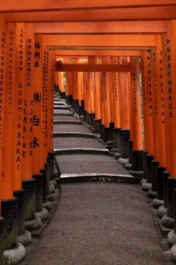 Kioto 'daki 1000 torii Fushimi Inari türbesi