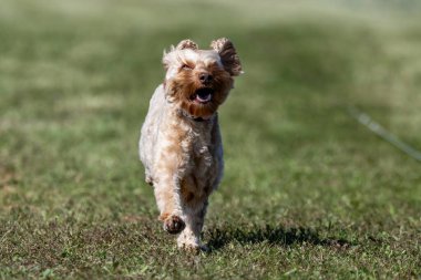 Doodle Karışık Melez İt Yem Koşu Pistinde Koşan Hızlı Köpek Sporu