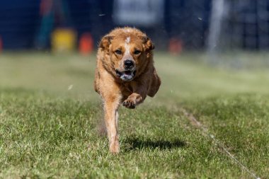 Australian Cattle Dog Red Heeler Running Lure Course Sprint Dog Sport clipart