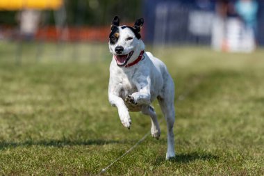 Tüm Amerikan Melez Köpek Yetiştirme Koşu Pistinde Koşan Hızlı Köpek Sporu