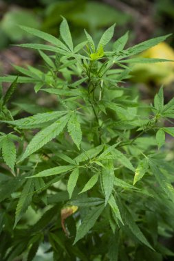 Yeşil marihuana (kenevir) açık bahçede yetişir.