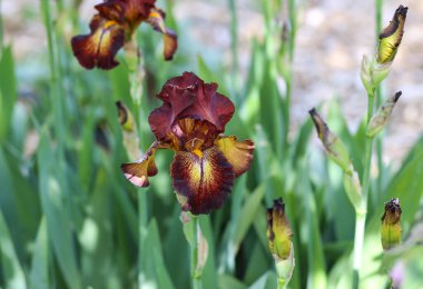 Yaz günü bahçede kestane rengi ve altın zambak çiçeği.