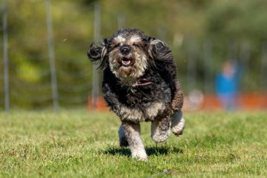 Doodle Karışık Melez Köpek Koşu Alanı Koşu Alanı Koşu Pisti Hızlı Köpek Sporu