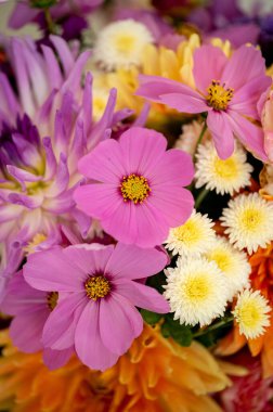 Mor kozmos taze toplanmış bir bahçe buketinde