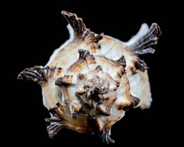 Karmaşık Dikenli Murex Deniz kabuğu siyah arkaplanı