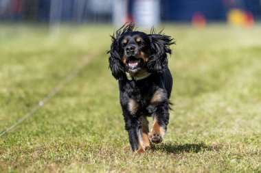 Tüm Amerikan Karışık Melez Köpekler Koşu Alanı Koşu Pisti Hızlı Köpek Sporu