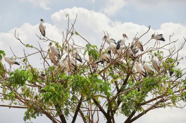 Flock of Painted Stork (Mycteria leucocephala) perching on tree clipart