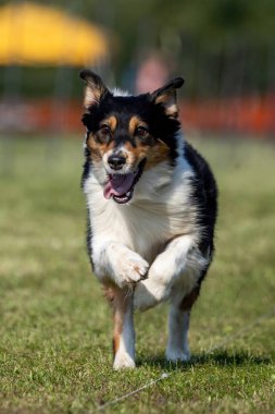 Avustralyalı Çoban Köpeği Koşu Pistinde Koşu Köpek Sporu