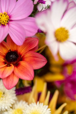 Bahçedeki renkli bukette canlı mercan yıldız çiçekleri