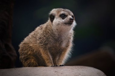 Mirket ya da suricate yavrusu, Suricata suricatta