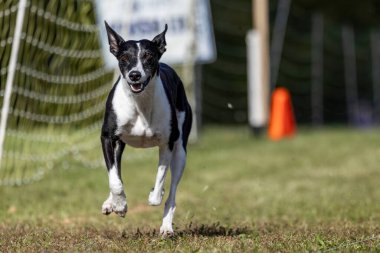 Sınır Kırbaç Karışık Köpek Koşusu Yem Koşu Alanı Hızlı Köpek Sporu