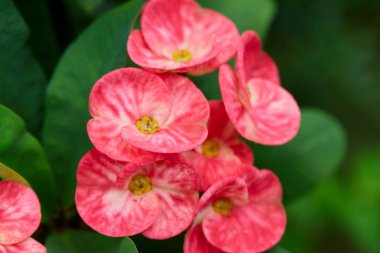 Close-up view of red Euphorbia Milii Desmoul or Crown of Thorns flower clipart