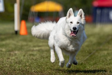 Beyaz Çoban Köpeği Koşan Yem Pistinde Koşan Hızlı Köpek Sporu