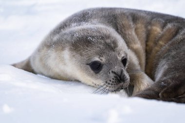 Weddell Seal pup, newborn Weddell seal, Antarctica (Leptonychote clipart