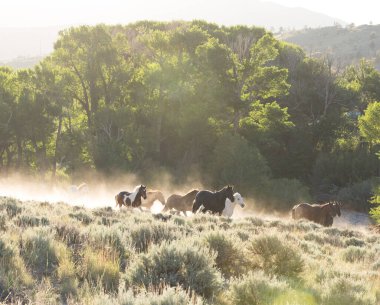 Group of horses running through sage and dust on sunny day. clipart