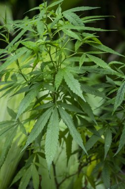 Yeşil marihuana (kenevir) açık bahçede yetişir.