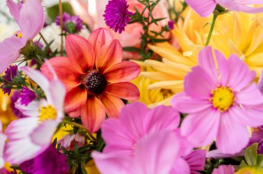 Coral dahlia surrounded by vibrant garden blooms clipart