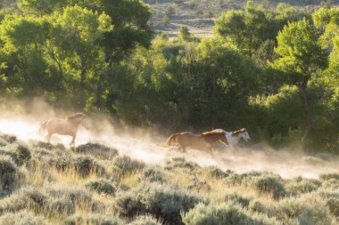 Horses running through dust and sage. clipart