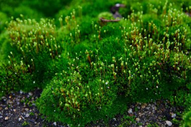 Close-up of moss growing on dirt ground clipart