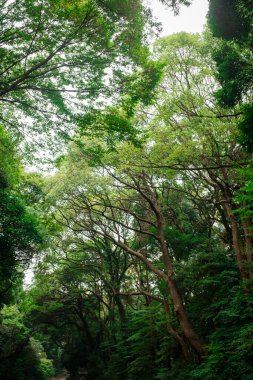 Büyük ağaçlar gökyüzüne doğru yükselerek bir yol oluşturuyor..