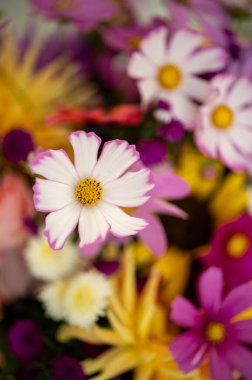 Beyaz ve mor kozmo Parlak bahçe çiçekleri arasında