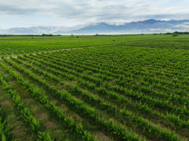 aerial view of vineyards in Mendoza argentina clipart