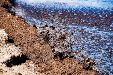 Denia 'daki les marines plajında deniz yosunu birikmiş.