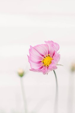 soft whimsical pink flower against blurred white wall clipart