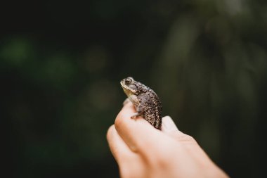Küçük kurbağayı tutan çocuğun eli yakın.