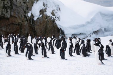 Antarktika 'daki gentoo penguenleri. Vahşi doğa. Gentoo Peng Grubu