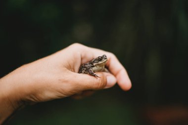 Küçük kurbağayı tutan çocuğun eli yakın.