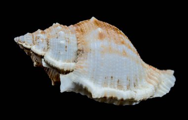 Siyah arkaplanda Bursa spinosa deniz kabuğu