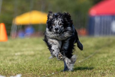 Merle Australian Shepherd Avustralyalı Koşu Pisti Koşu Pisti Koşu Köpek Sporu